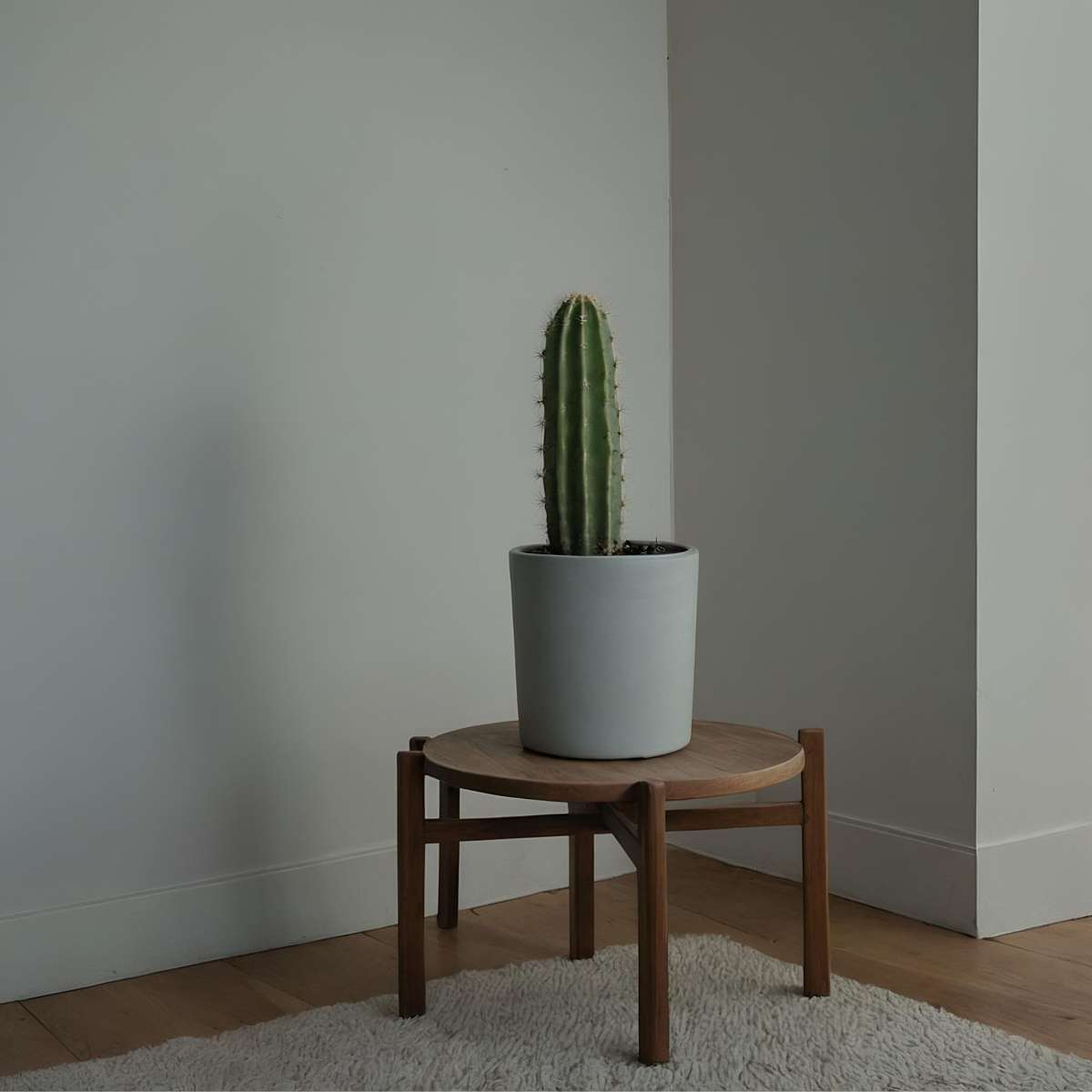 Euphorbia Ingens – 2er-Set – Cowboy-Kaktus