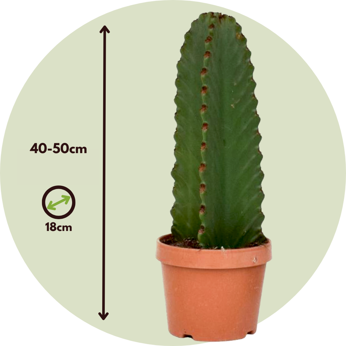 Euphorbia Ingens – 2er-Set – Cowboy-Kaktus