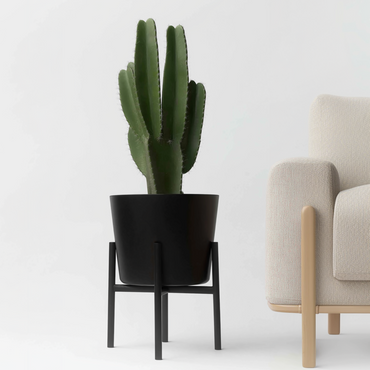 Euphorbia Ingens - Cowboy-Kaktus XL