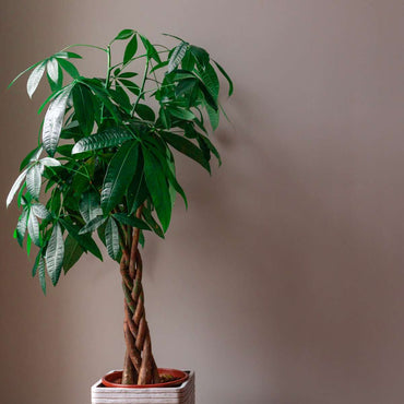 Pachira aquatica 'Geldbaum'