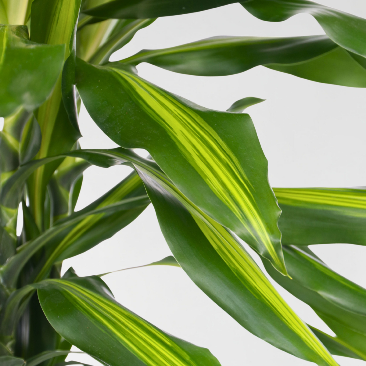 Dracaena fragrans Cintho - Drachenbaum