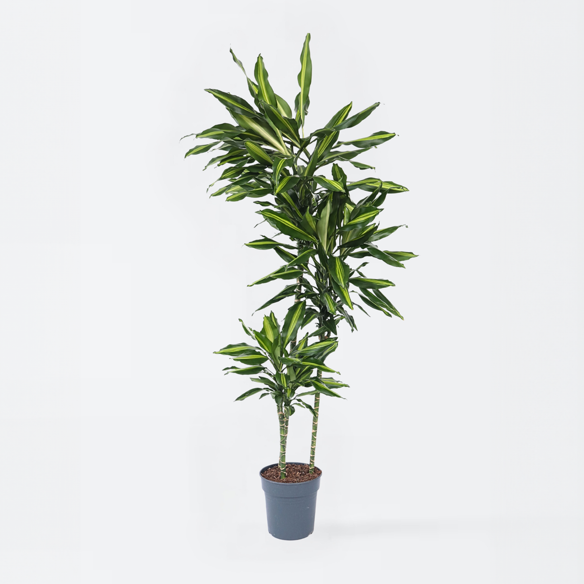 Dracaena fragrans Cintho - Drachenbaum