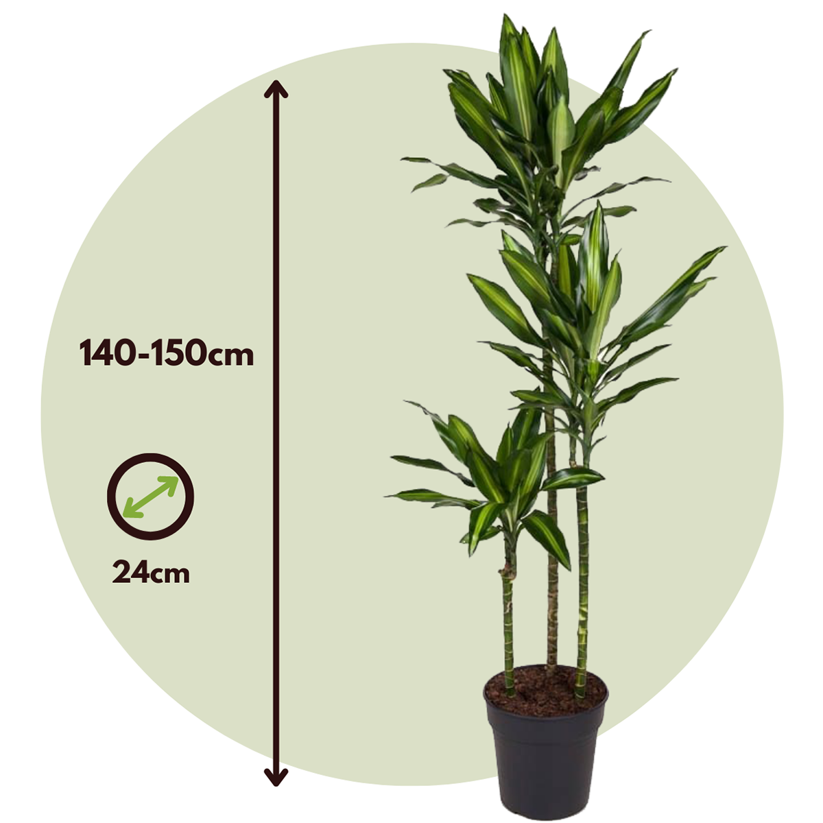Dracaena fragrans Cintho - Drachenbaum