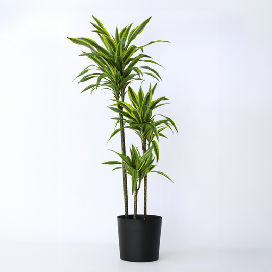Dracaena fragrans Deremensis – Zitronenlimette