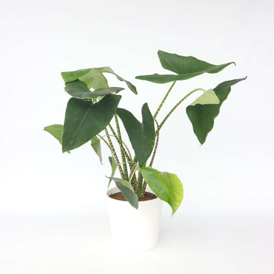 Alocasia 'Zebrina' - Elefantenohr