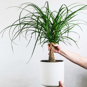 Beaucarnea recurvata - Elefantenfuß