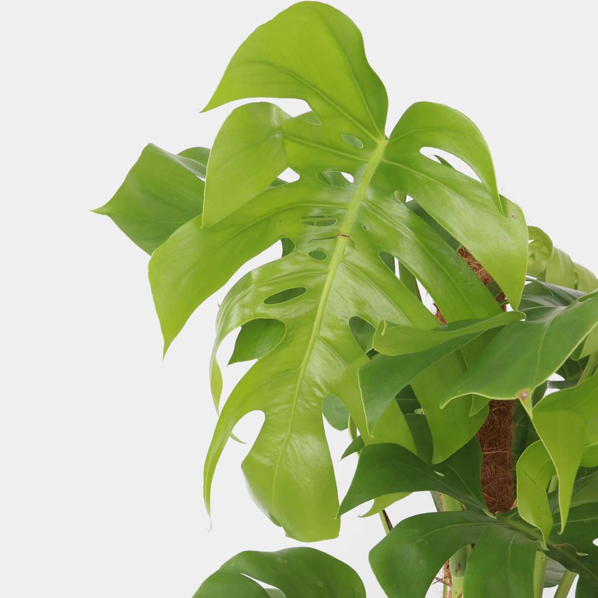 Monstera Deliciosa - Lochpflanze