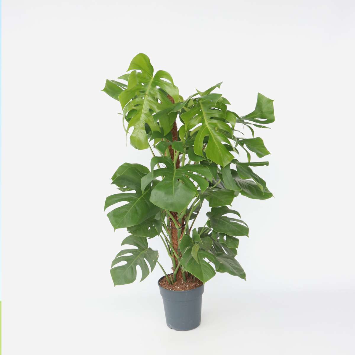 Monstera Deliciosa - Lochpflanze