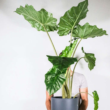 Alocasia 'Portodora' - Elefantenohr