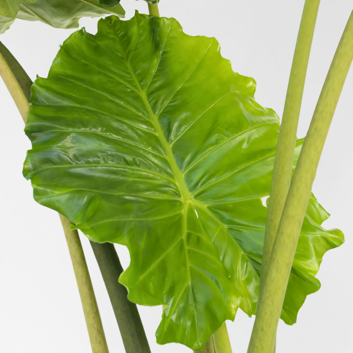 Alocasia 'Portodora' - Elefantenohr