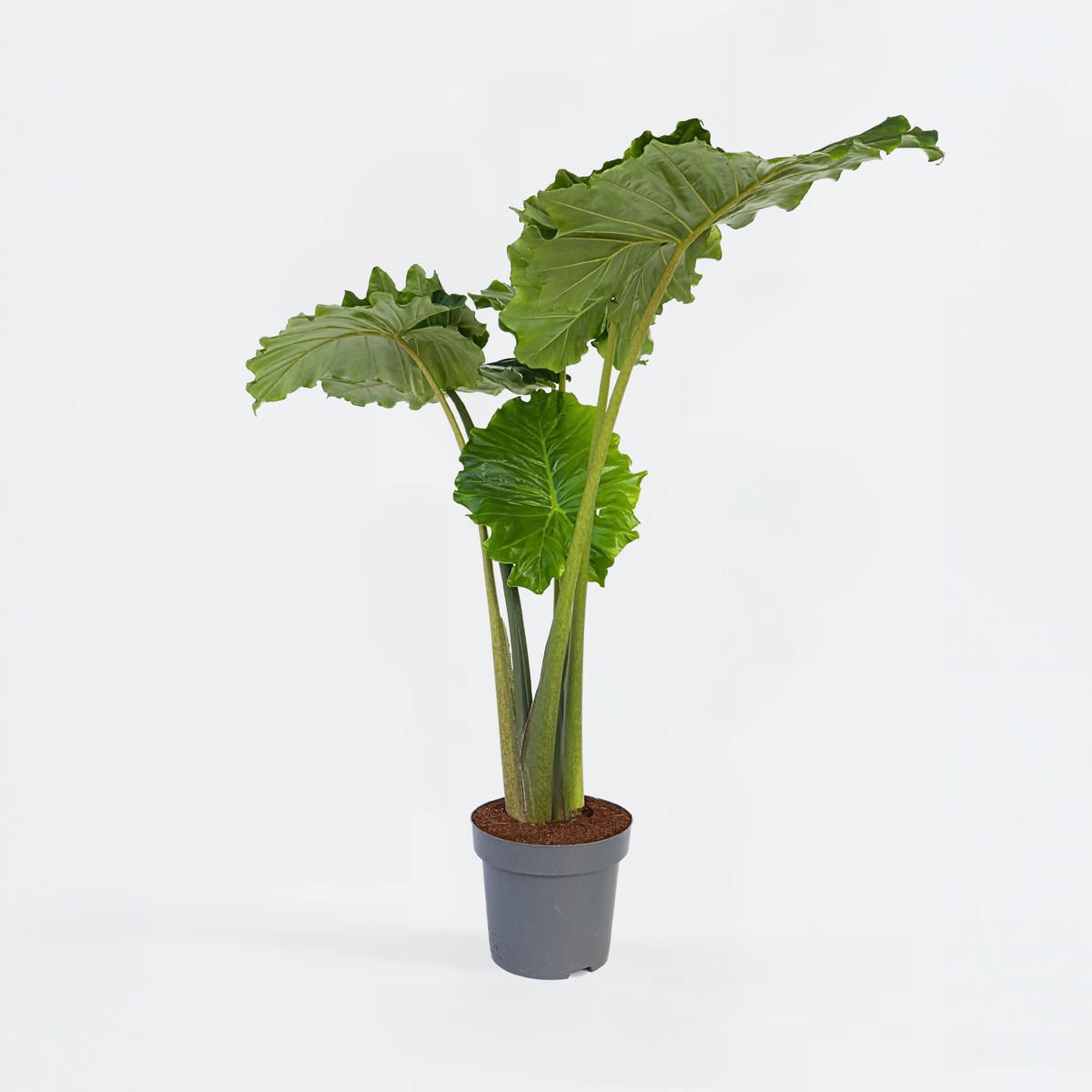 Alocasia 'Portodora' - Elefantenohr