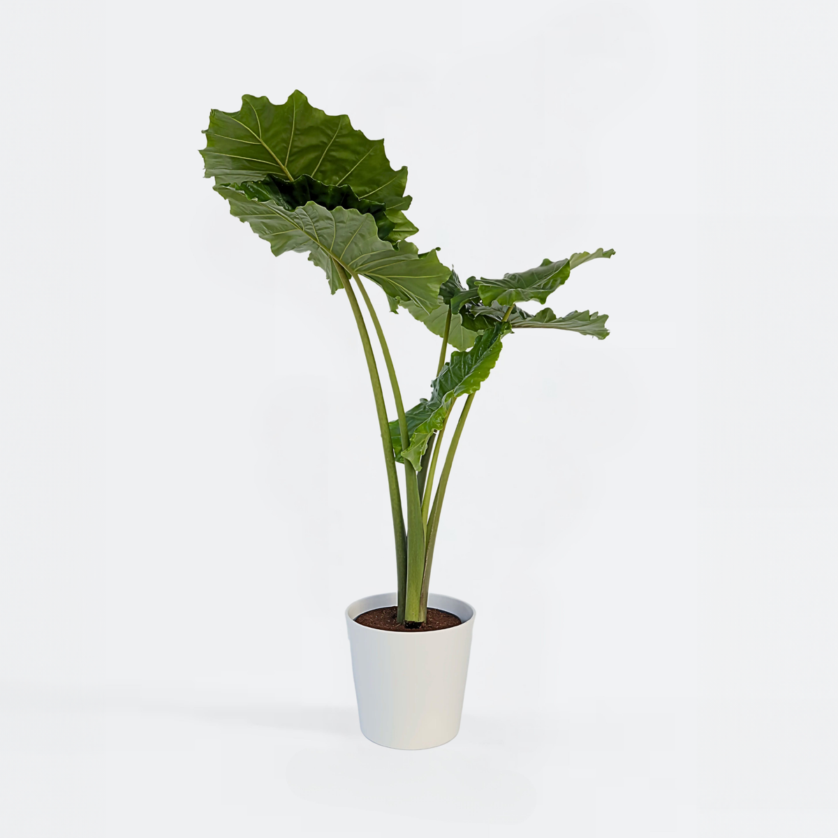 Alocasia 'Portodora' - Elefantenohr