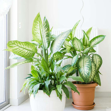 Dieffenbachia 'Tropic'