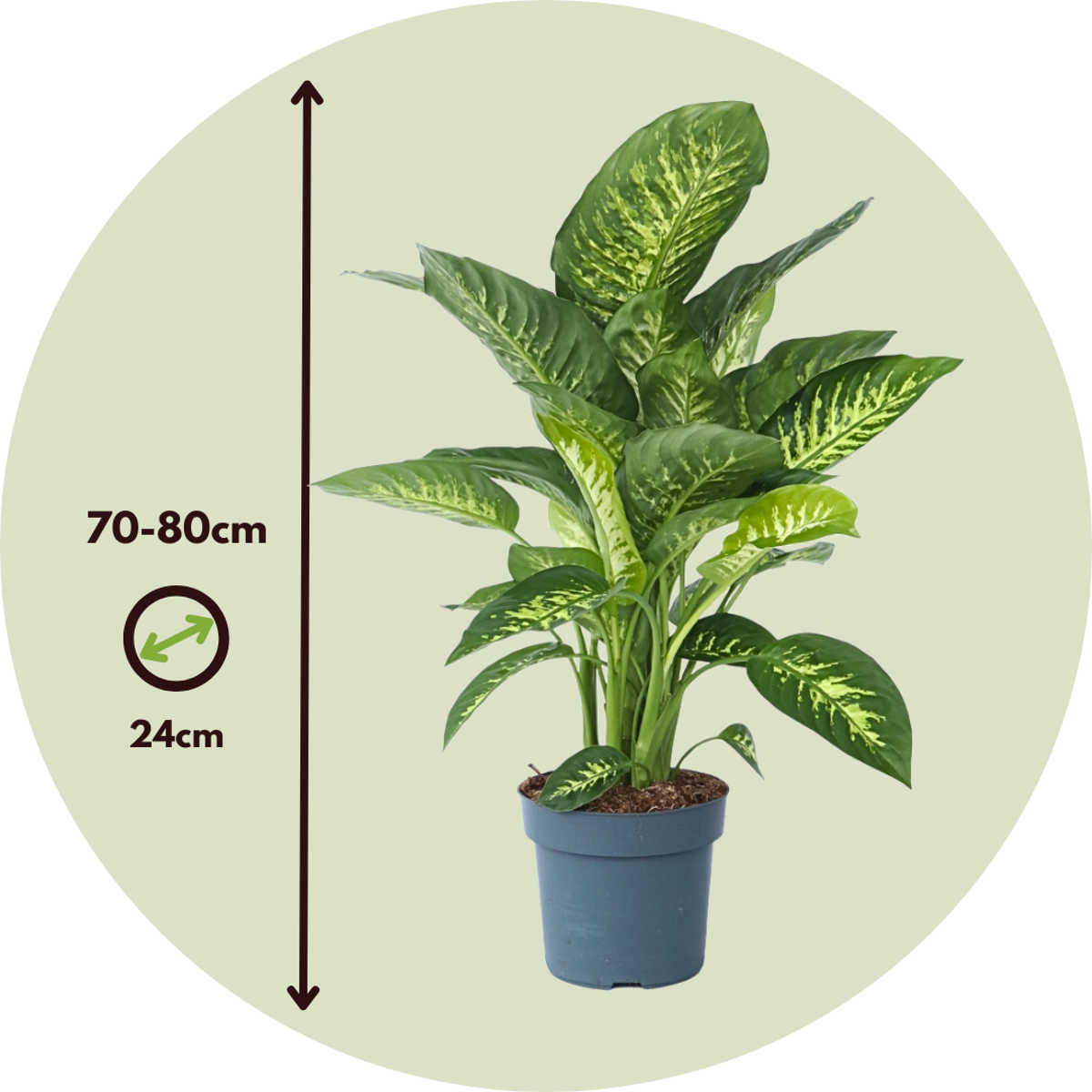 Dieffenbachia 'Tropic'