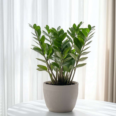 Zamioculcas Smaragd