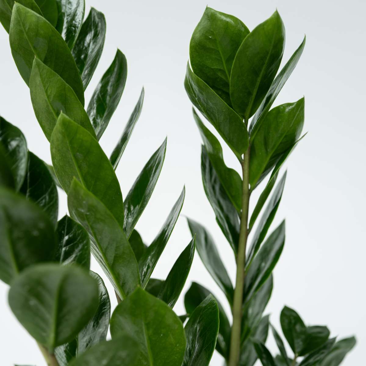Zamioculcas Smaragd
