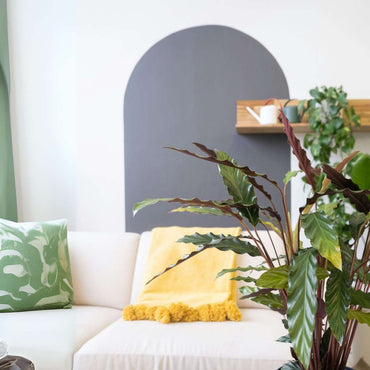 Calathea 'Wavestar' XL - Pfauenpflanze