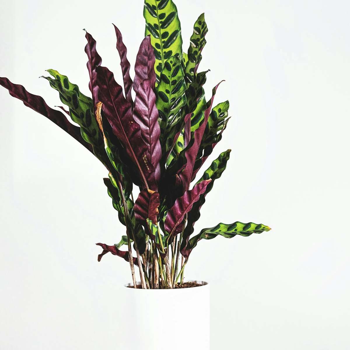 Calathea 'Wavestar' XL - Pfauenpflanze
