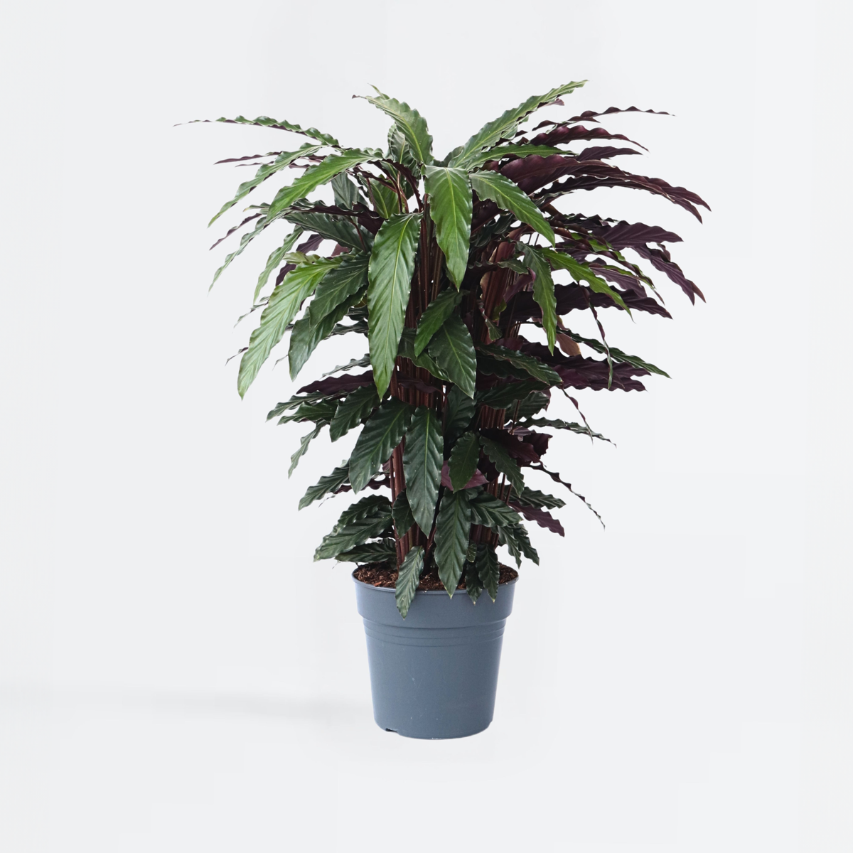 Calathea 'Wavestar' XL - Pfauenpflanze