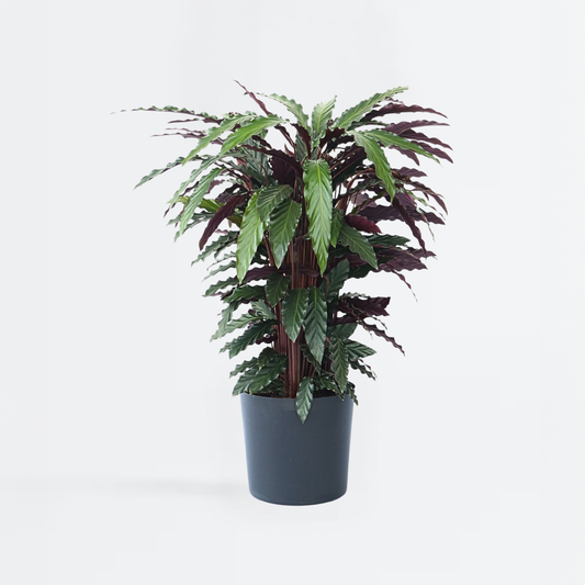 Calathea 'Wavestar' XL - Pfauenpflanze