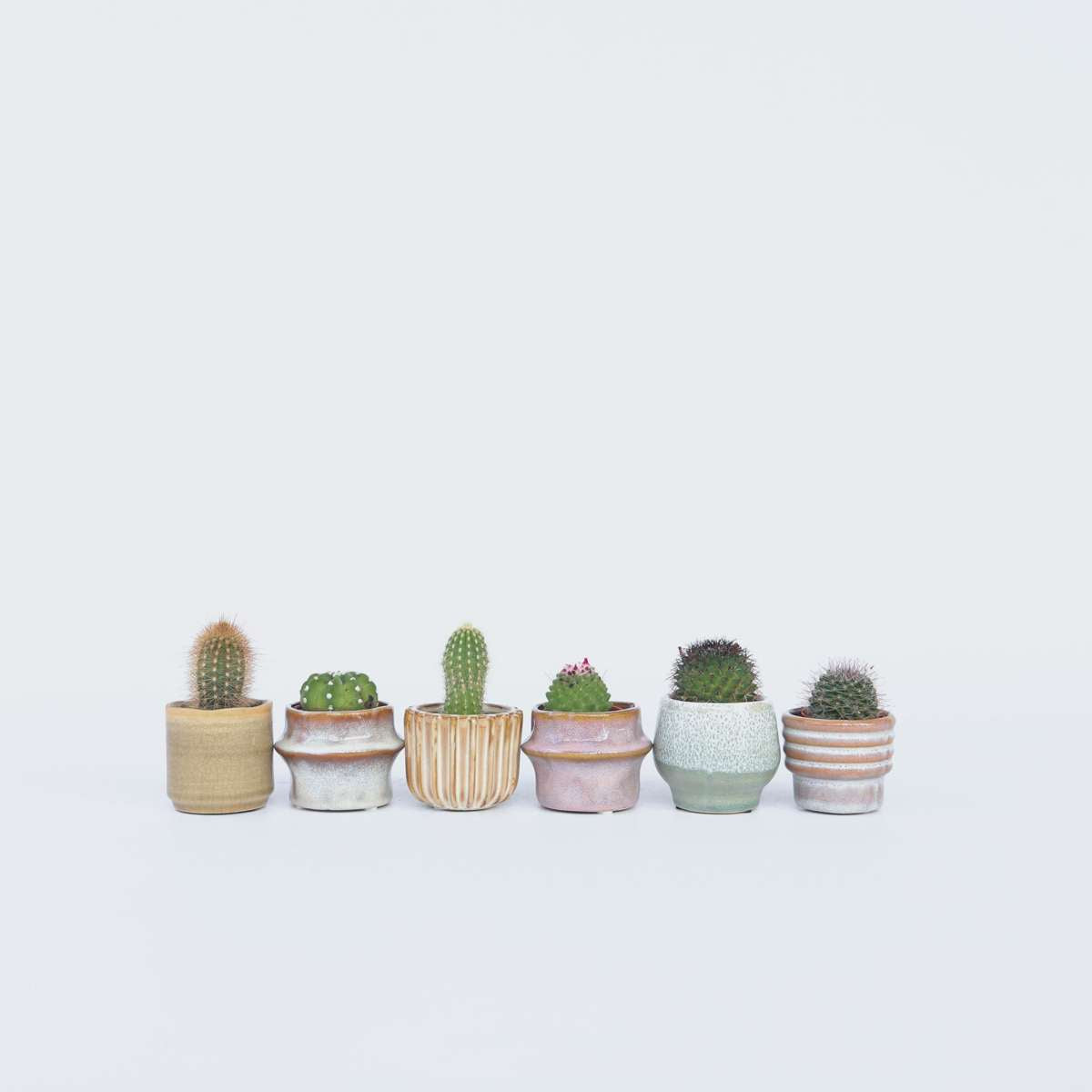 Mini-Cactussen - Mix van 6 stuks