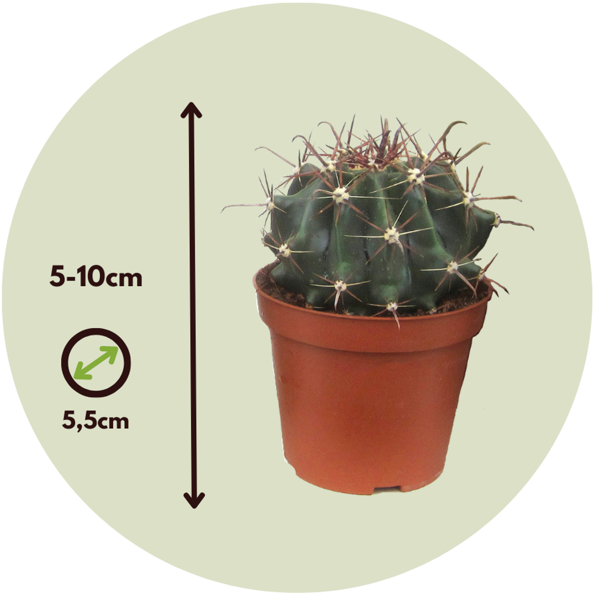 Mini-Cactussen - Mix van 12 stuks