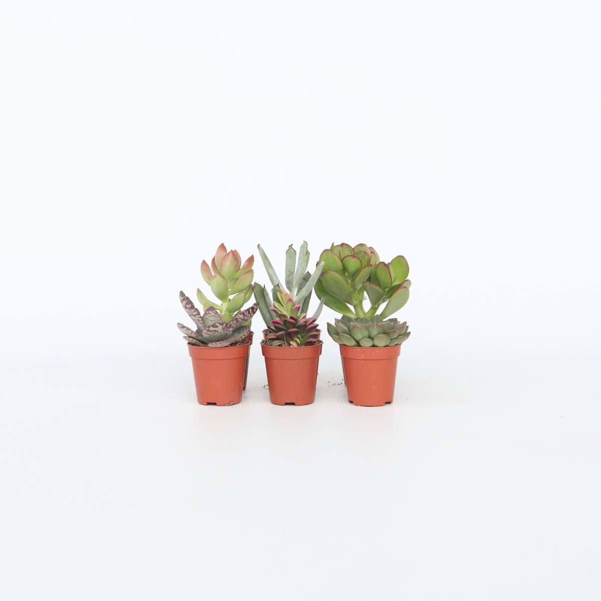 Mini-Sukkulenten - Mix aus 6 Stück