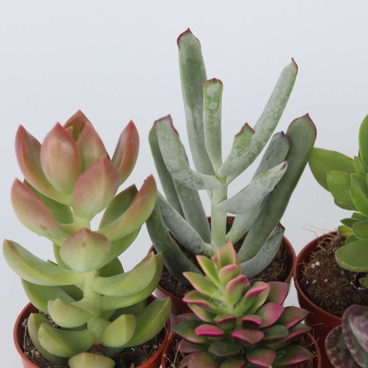 Mini-vetplanten - Mix van 12