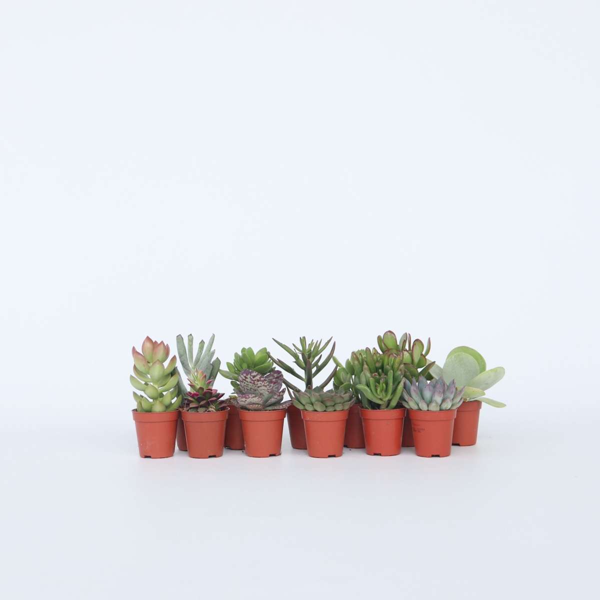 Mini-vetplanten - Mix van 12