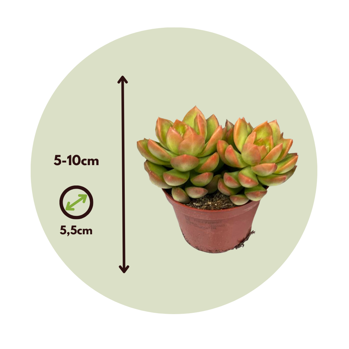 Mini-vetplanten - Mix van 12