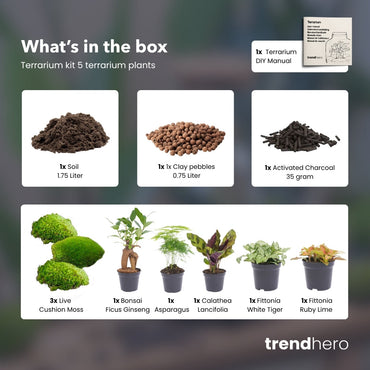 5 Terrarienpflanzen – Nachfüll- und Starterset für Terrarien – 5 Terrarienpflanzen – zum Selbermachen
