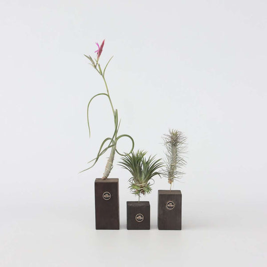 Tillandsia „Burnt Wood Trio“ – 3er-Set – Luftpflanzen