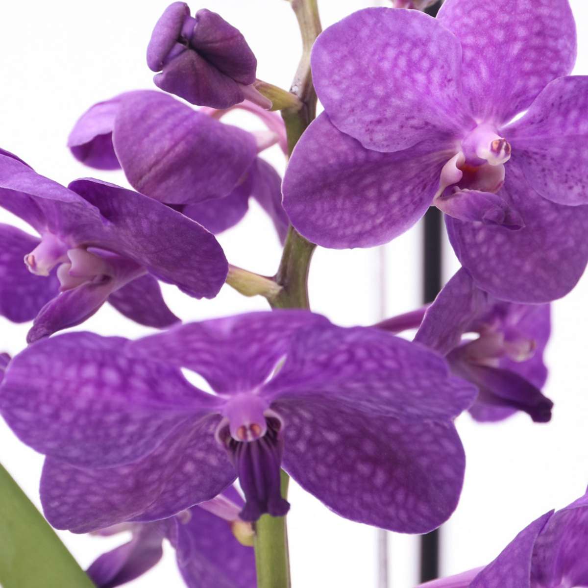 Vanda mit Ständer - Blau