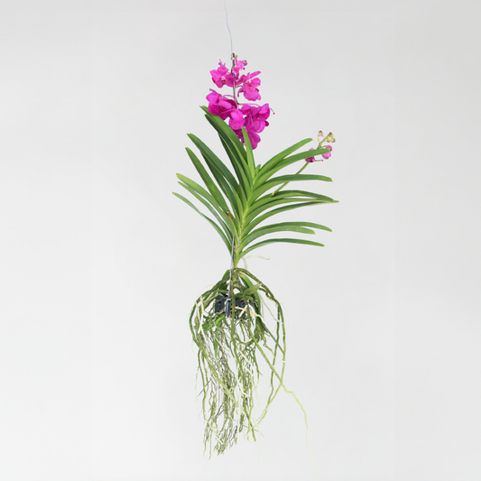 Vanda-Orchidee 'Tayanee Cerise' - Cremeweiß