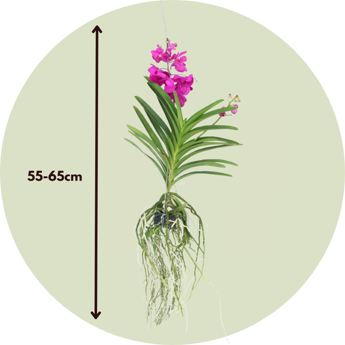 Vanda-Orchidee 'Tayanee Cerise' - Cremeweiß