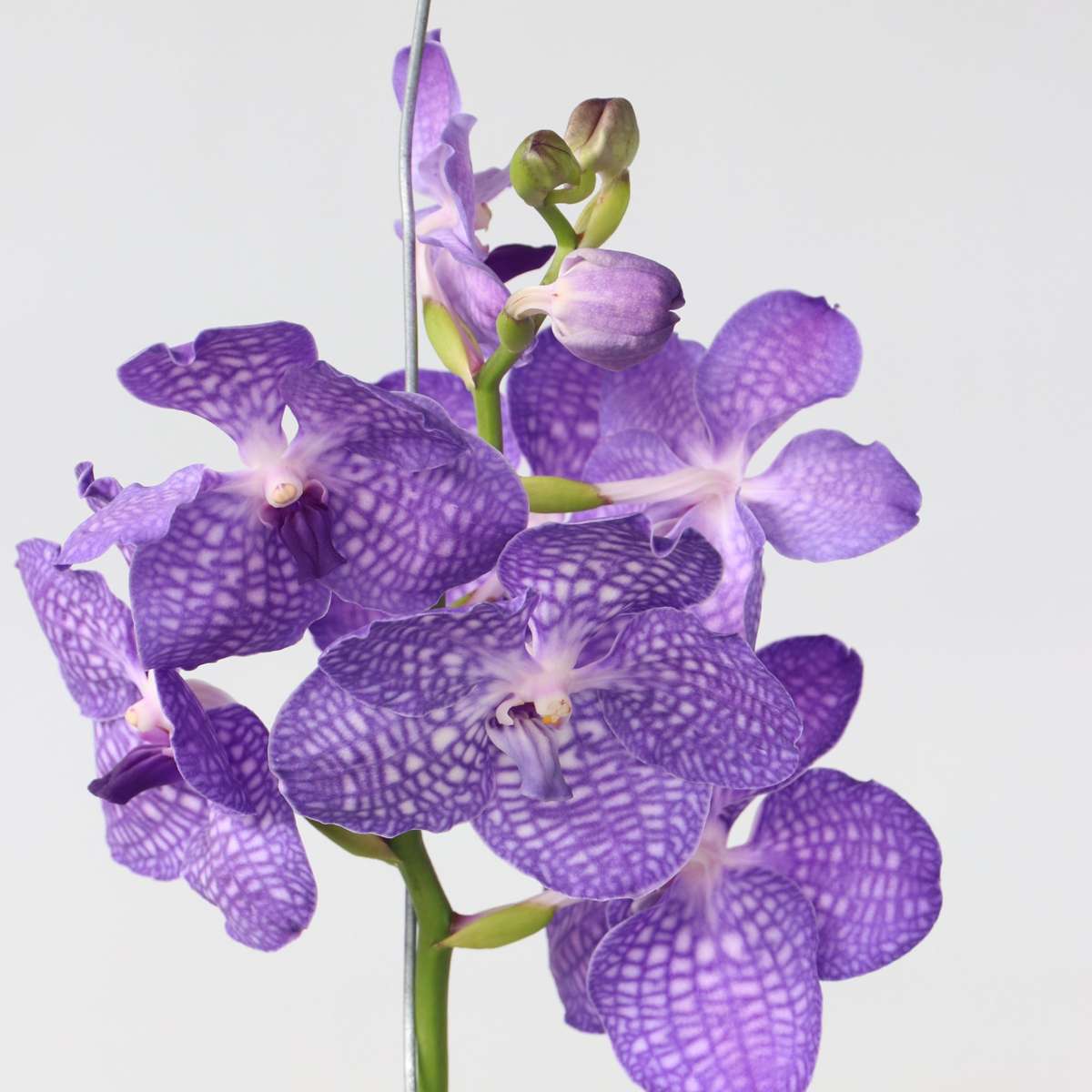 Vanda Magic XXL - Königsblau