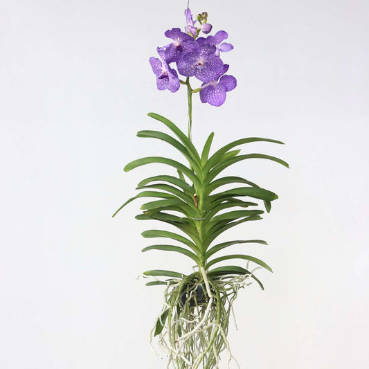 Vanda Magic XXL - Königsblau