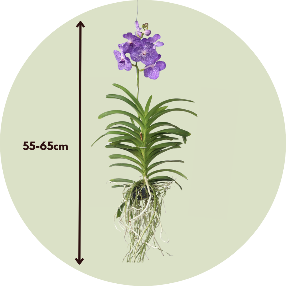 Vanda Magic XXL - Königsblau