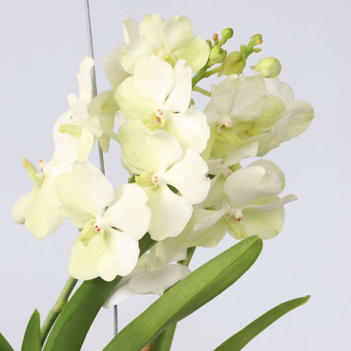 Vanda 'Tayanee White' - Weiß