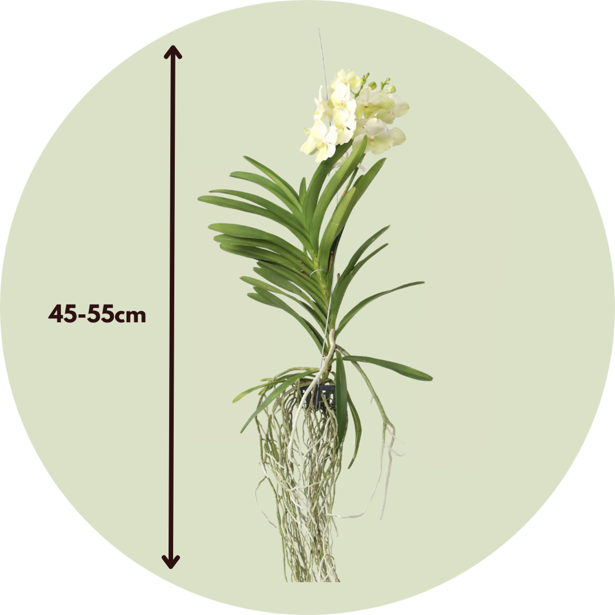 Vanda 'Tayanee White' - Weiß