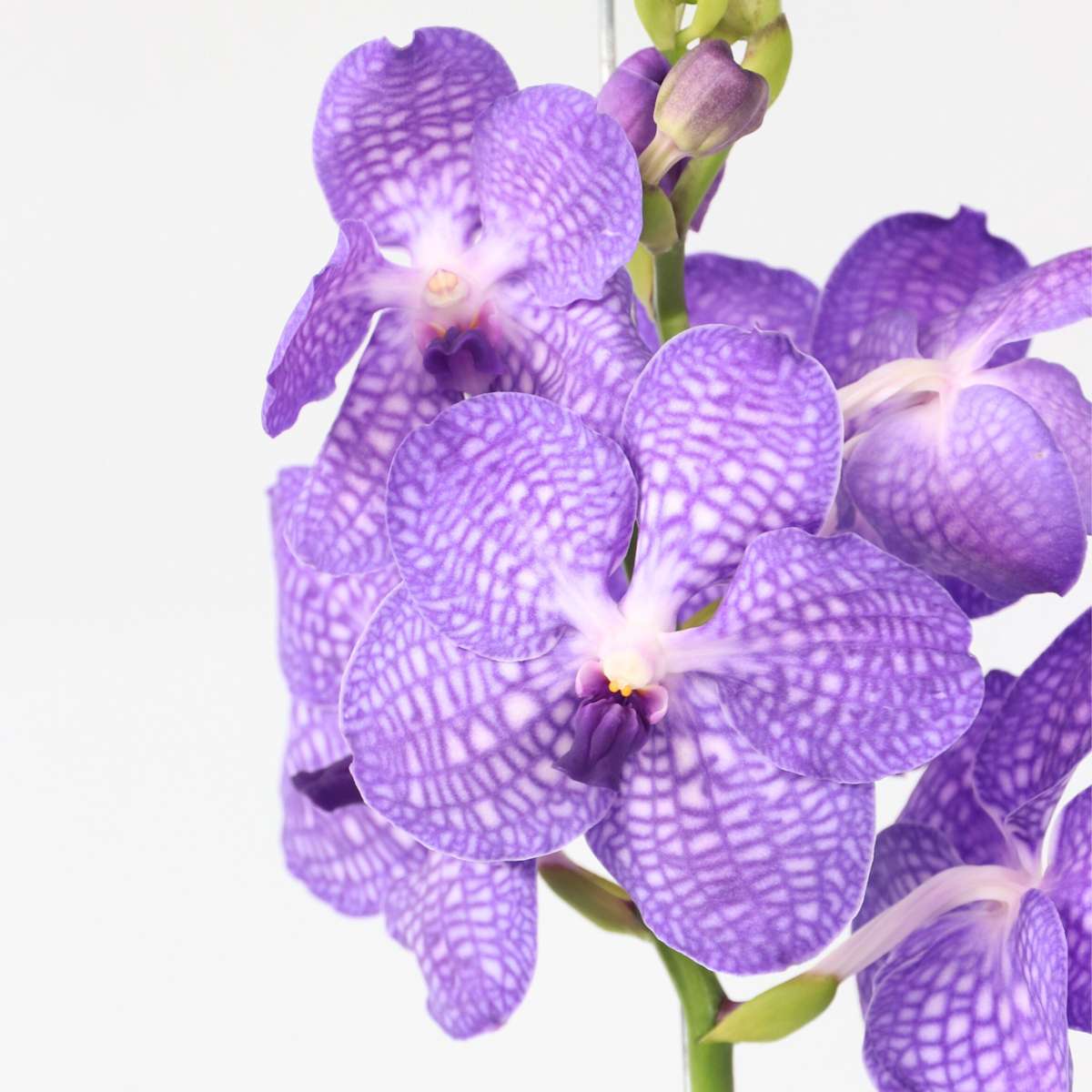 Vanda-Orchidee - Blau - L