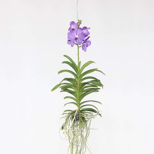Vanda-Orchidee - Blau - L