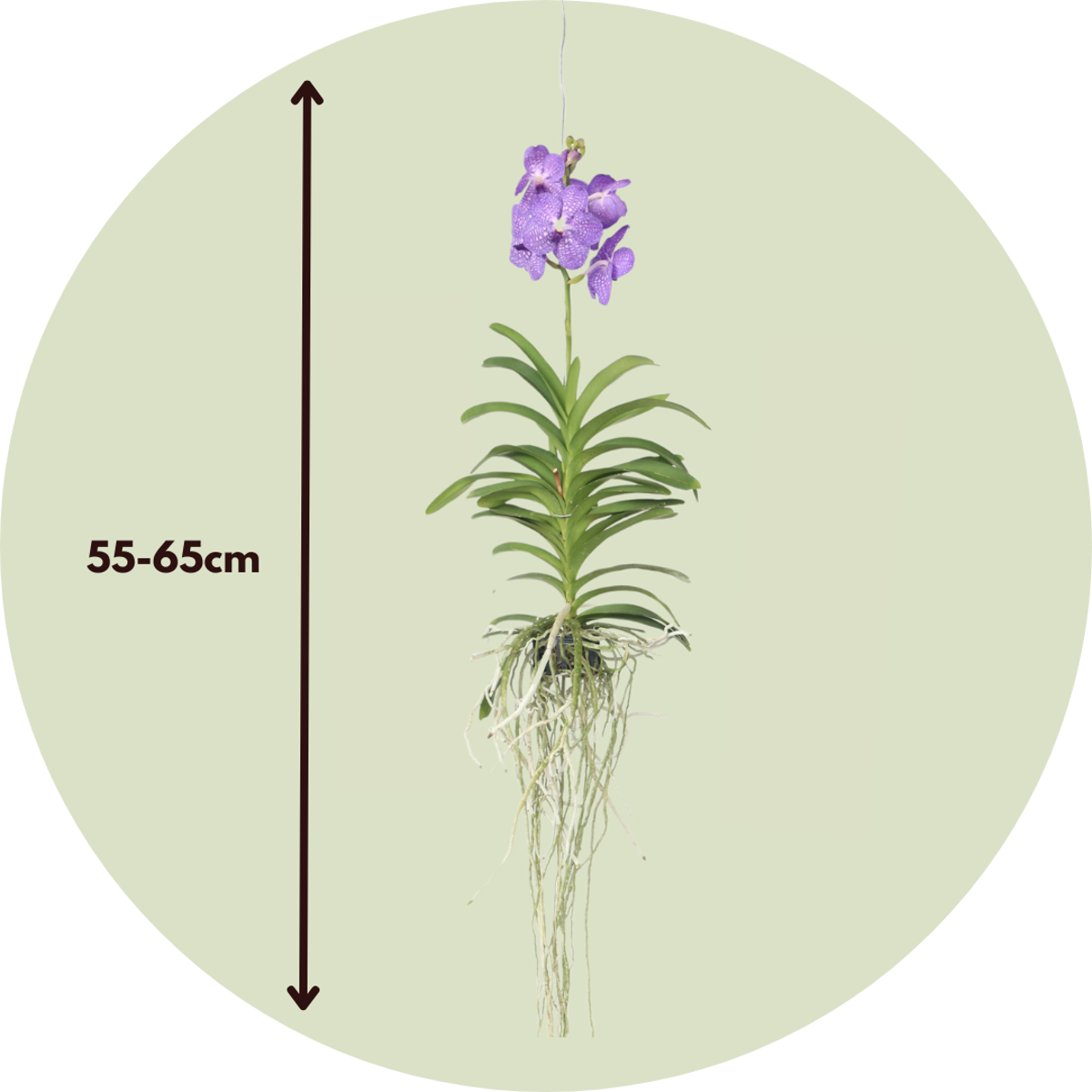 Vanda-Orchidee - Blau - L