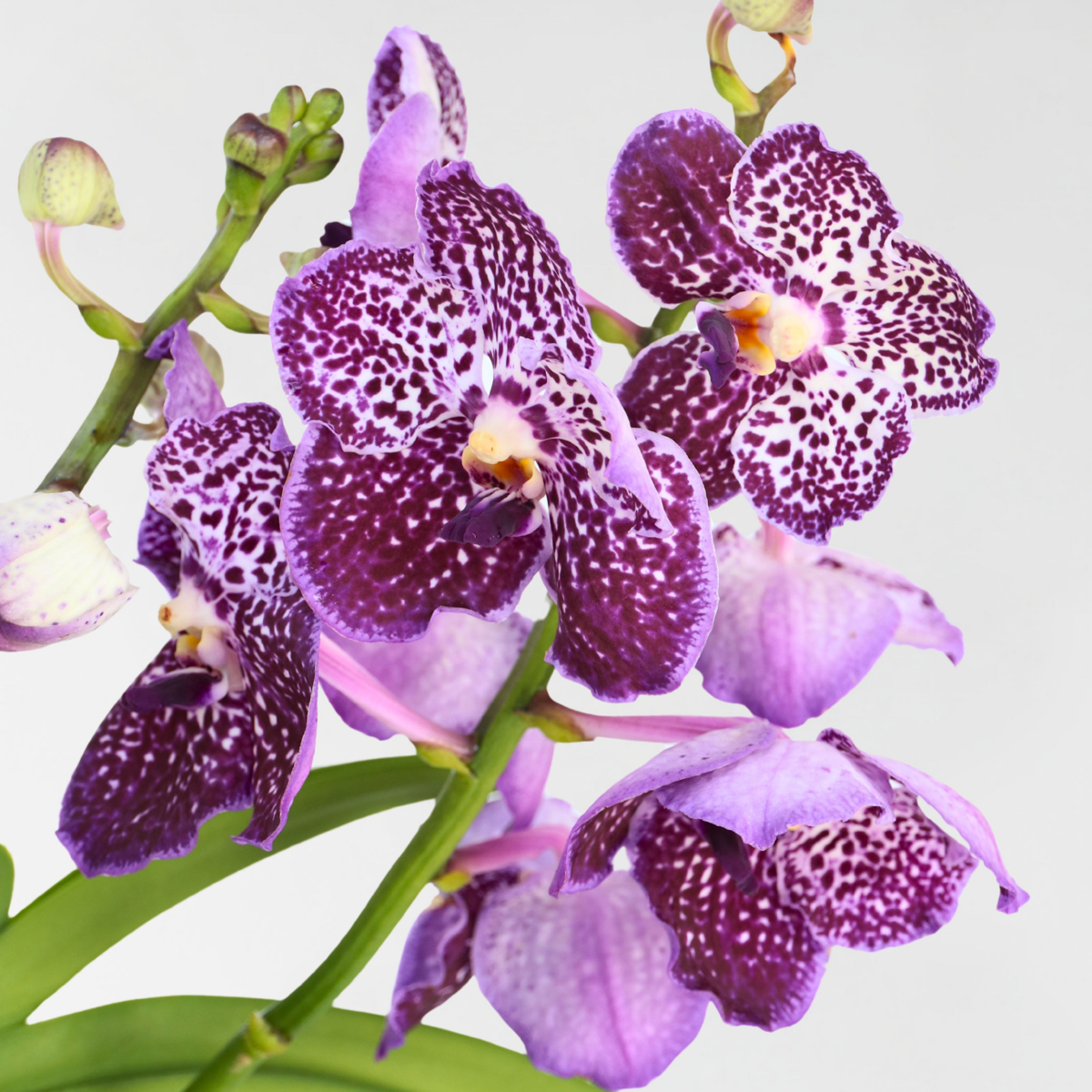 Vanda-Orchidee - Flieder - L