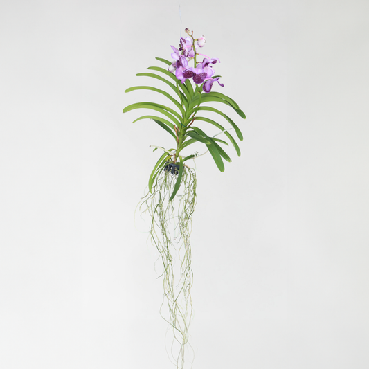 Vanda-Orchidee - Flieder - L