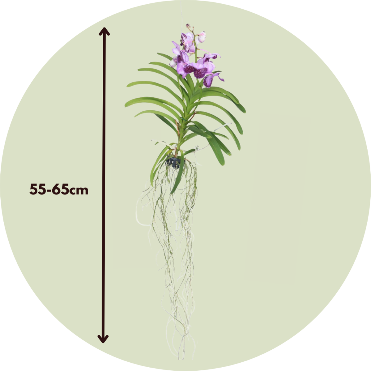 Vanda-Orchidee - Flieder - L