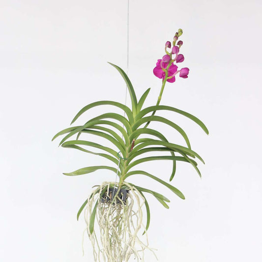 Vanda-Orchidee - Rosa - L
