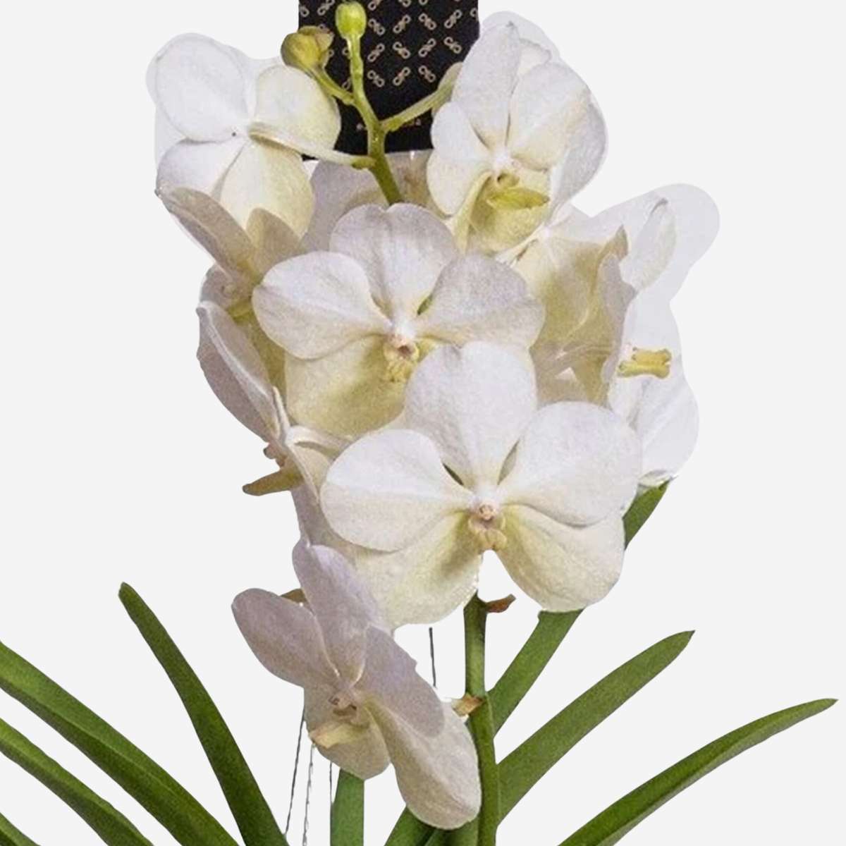 Vanda-Orchidee - Weiß - L