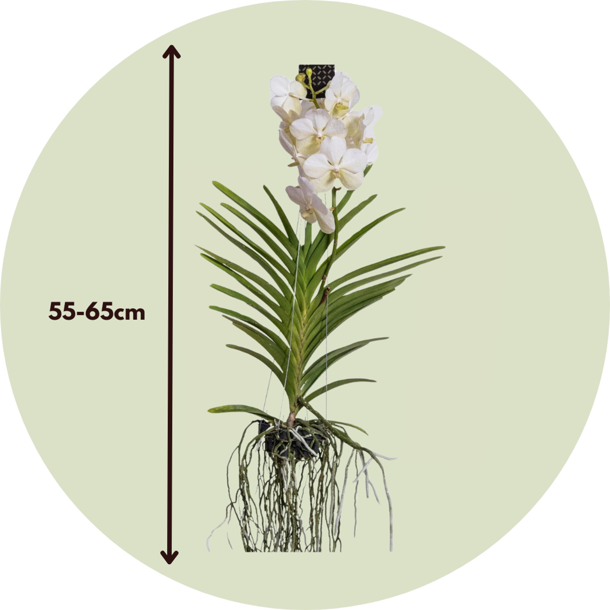 Vanda-Orchidee - Weiß - L