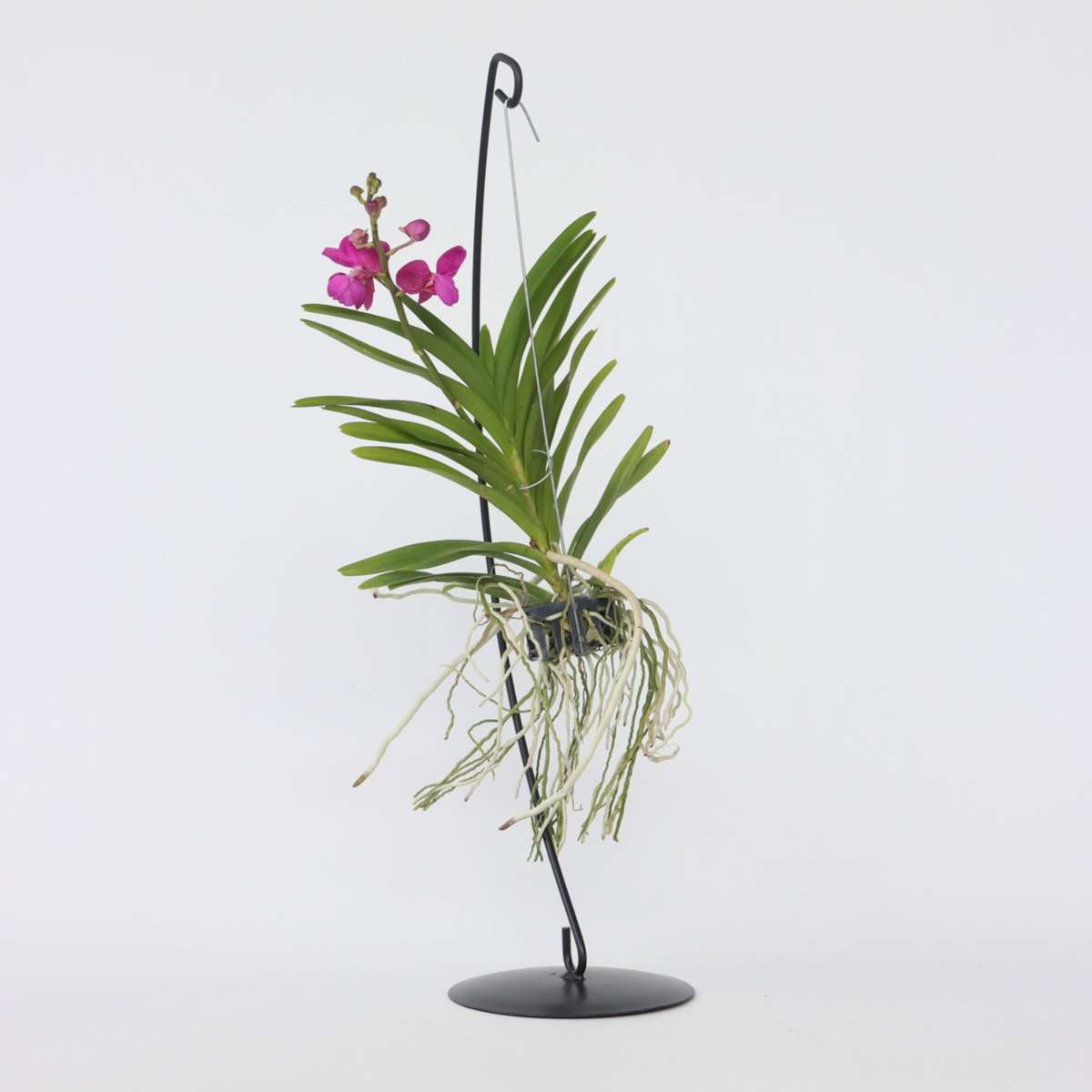 Vanda mit Ständer - Rosa